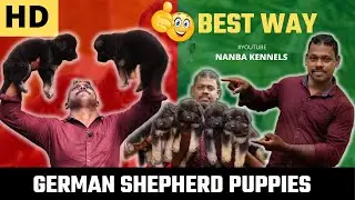 How to Select German Shepherd Puppy | Tamil | Cross Raj - NANBA KENNELS
