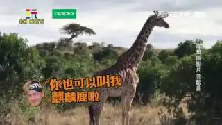 【非洲經典回顧】非洲動物上演鄉土劇？！綜藝玩很大