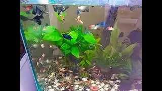 Guppy Blue Platinum Mosaic, (Pet Grade Premium)