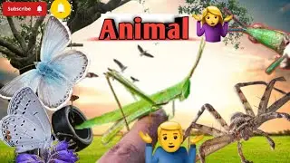 Nature&rsquo;s Tiny Heroes 🦋🦗🕷️ | Amazing Insects & Spider Shorts | Animal Shots