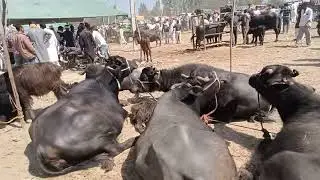 maha mela haryana sarkari pasu mela her hisab ka pasu