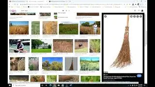 ButterflySpirit 314 Herbalism: Studying Weeds: Intro to Broom Sedge or Broom Sage