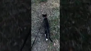 Refreshing summer walk with cat