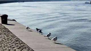 TAMBAY LANG SA MAY SCHELDT RIVER SA ANTWERP