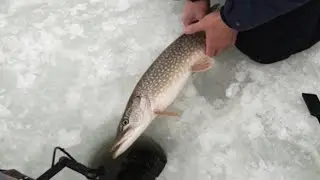 Pike Fishing Alberta