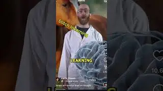 New Study Shows Horse Might Be Intelligent; Not Steve