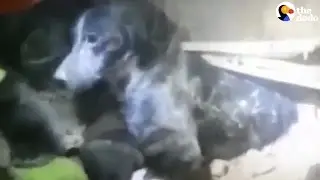 Dog Rescued From Italy Earthquake Rubble