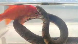 Snake vs Goldfish