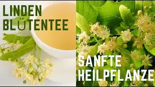 Lindenbl&uuml;tentee &ndash; mehr als ein Erk&auml;ltungsmittel! Wirkung, Anwendung & Geschichte