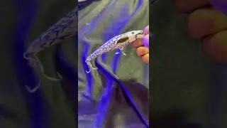 Handmade fishing lure 🛠️🎣From raw material to real action in water, tested, trusted.