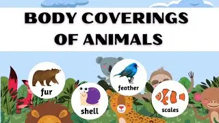 Body Coverings of Animals  || Science Lesson for Kids