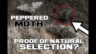 Peppered Moth Facts - Proof of Natural Selection? - Animal a Day