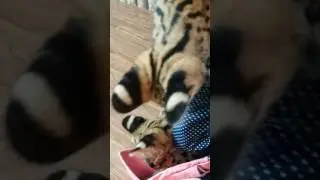 the animal cafe bangkok
