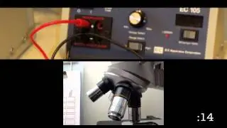 Ian Lipkin: 30 Second Science