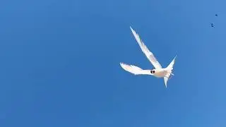 Птицы атакуют человека защищая кладку. Крачки Соль--Илецка.
