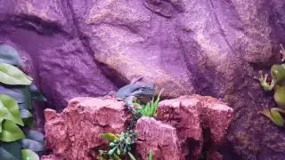 Green Tree Frog (Litoria caerulea) fails at landing eating cricket