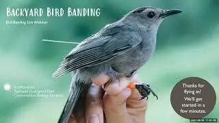 Backyard Bird Banding Webinar