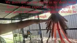 Recall Training with Macaws