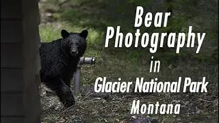Glacier National Park Photography - WE SAW 3 BEARS!!