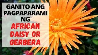 How To Plant African Daisy Or Gerbera + Care And Tips l Outdoor Gardening l Philippines