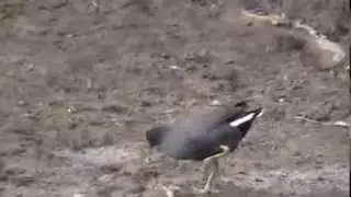 common moorhen foraging 2