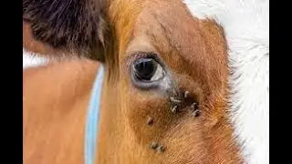 Queratoconjuntivitis Bovina