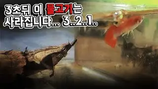 거북이들에게 열대어를 넣어줬습니다. 열대어먹방ㅋ