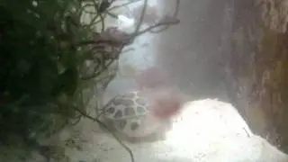 calico crab