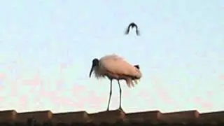 Small bird vs big bird