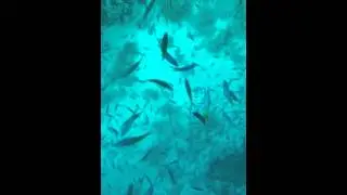 Рыба ходит косяками. Schwarmfisch im Roten Meer.  DSCF6415