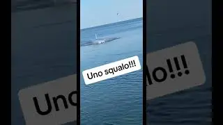 Lo squalo!