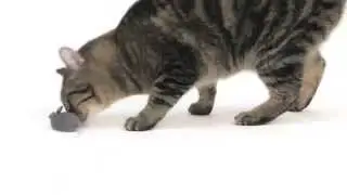 HEXBUG Mouse Robotic Cat Toy