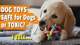 🐶🐻 &iquest;Are RUBBER Dog Toys SAFE for Dogs or Toxic?