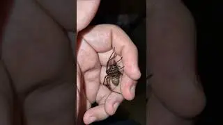 Ne faites plus &ccedil;a aux araign&eacute;es !!!