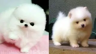 Puppy Dp|#Cute Baby Dogs| Cute#White Puppies| Cute Puppy Dogs| Cute#Puppy| Cute #Pomeranian#Puppies