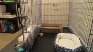 All About Bentley's (Maltese Puppy) Stuff  Part I Food, Treats, Apartment, & Indoor Potty Training