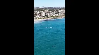 Southern Right Whale off Perth Beaches 🏄&zwj;♂️🐋 📍 #SorrentoBeach in #WAtheDreamState