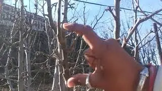 Stub cut result on Apple's  Orchard