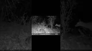 The Forest Comes Alive at Night... #deer #raccoon #fox #wildlife #trailcam