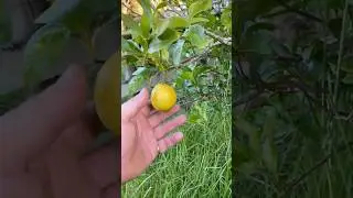 Picking a Lime for My Gin and Tonic #ginlovers #lime #dcamw #gintasting #ginandtoinic #gandt