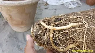 How long does it take for a date palm to recover from transplant shock?
