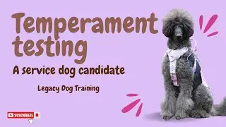 Temperament Testing a Dog for Service Work