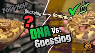 Shed Testing vs Proving Out: What Modern Breeders Must Know