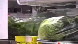 Baby lettuce packaging in flow pack wrapper (HFFS)