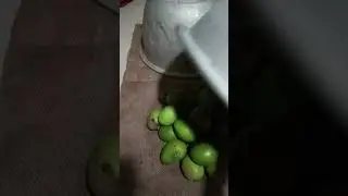 Ripening mango at home in natural way🥭
