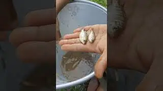 True fish lover kiss #shorts #shortsvideo