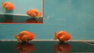 Ranchu Goldfish That Is Still Junior Size With High Quality