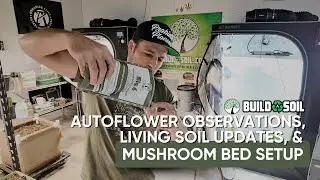 BuildASoil: Autoflower Observations // Living Soil Updates// Mushroom Bed Setup