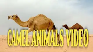 camel animals vlog @Inwithtraveller