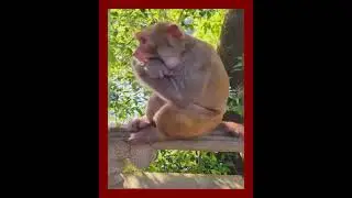 Baby monkey danny busy preparing breakfast # 25